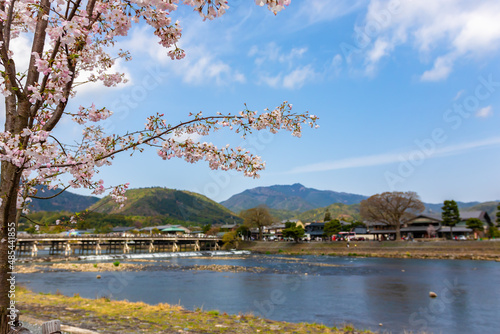 京都にある嵐山の渡月橋付近で見た、川沿いで咲き誇る桜の花と快晴の青空