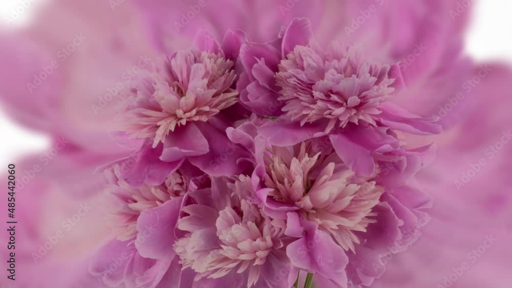 Beautiful pink peony bouquet open on pink background. Time lapse of Blooming peony or roses flowers opening close-up. Wedding backdrop, Valentine's Day concept. Birthday bunch Beautiful pink peony bouquet open on pink background. Time lapse of Blooming peony or roses flowers opening close-up. Wedding backdrop, Valentine's Day concept. Birthday bunch
