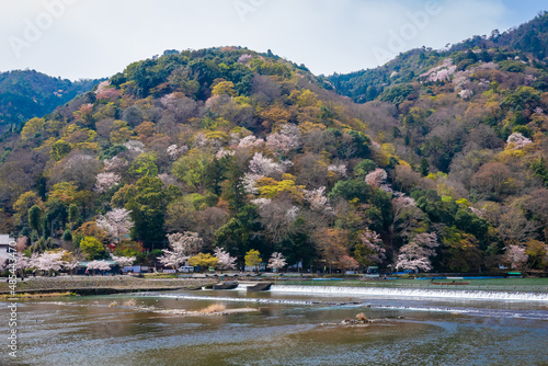 渡月橋から見た、京都・嵐山に咲く桜の花と快晴の青空