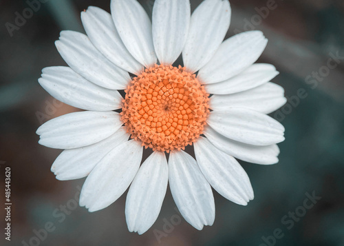 Macro shot of Chamomile or daisy flower fibonacci pattern