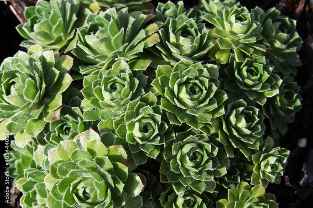 Closeup view of hens and chicks succulent plants Closeup view of hens and chicks succulent plants