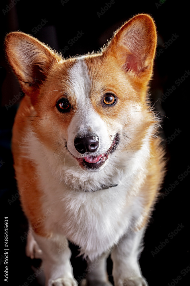 Dog Dog