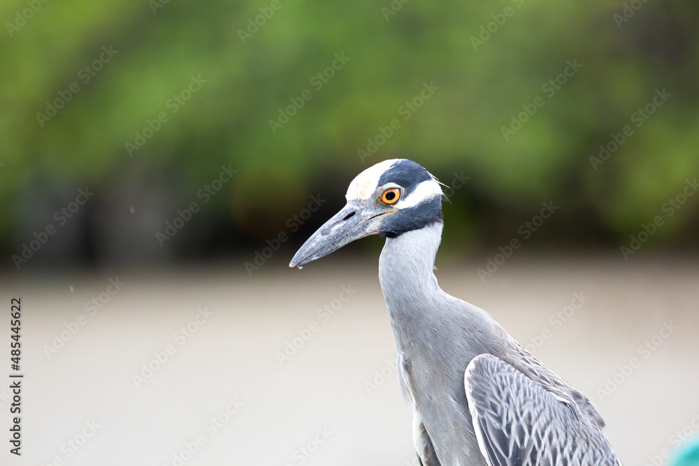 Fototapeta premium Shore birds beach birding 