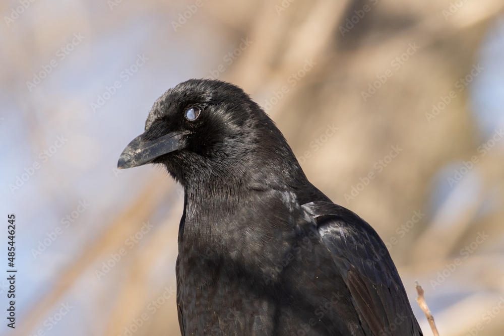 Obraz premium American Crow