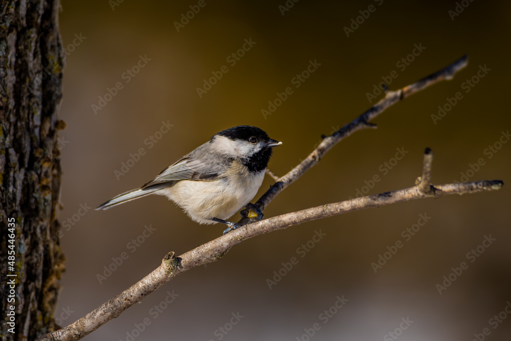 Obraz premium Carolina Chickadee