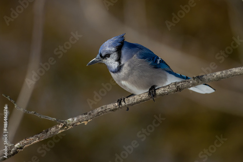 Blue Jay © Kevin