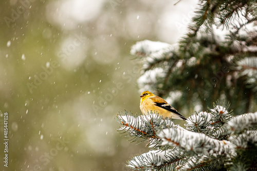 American Goldfinch (Spinus tristis) on a snow-covered spruce branch