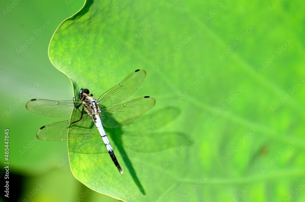 dragonfly on a green leaf dragonfly on a green leaf