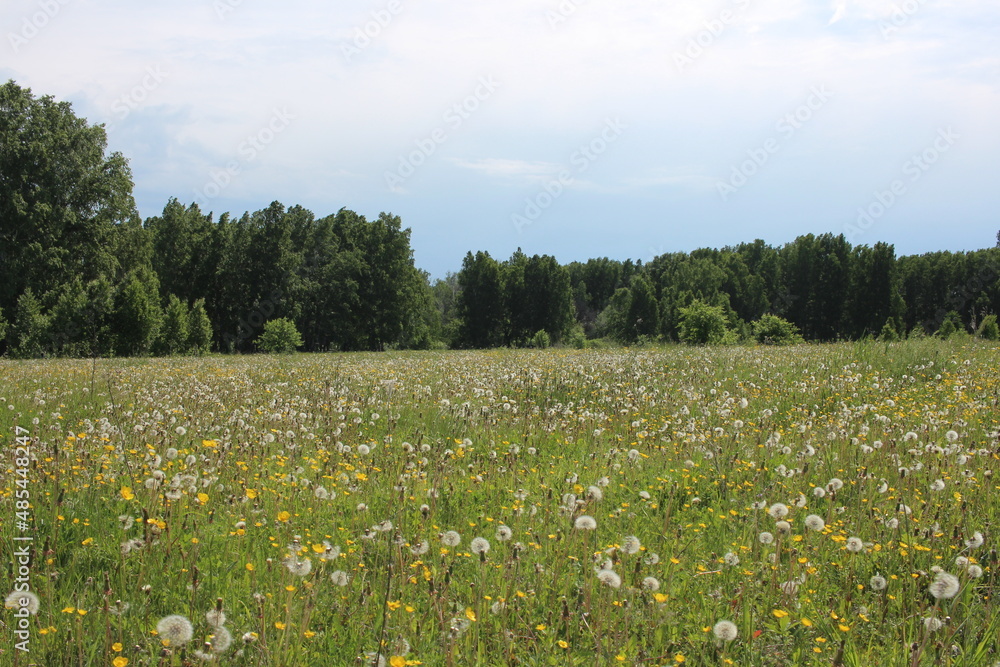Fototapeta premium nature in summer in Siberia field with green grass in the forest