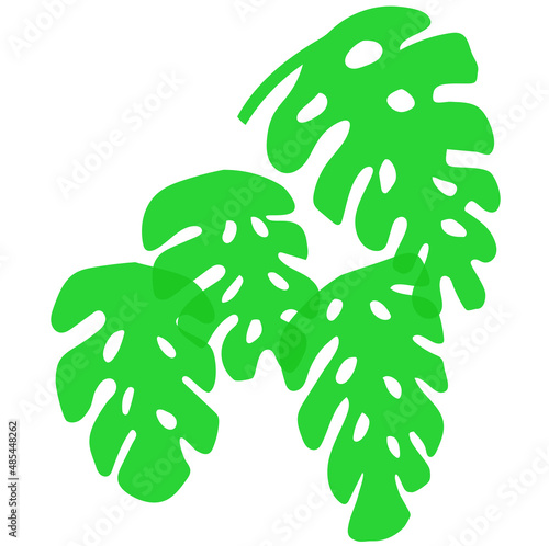 vector hojas de planta monstera deliciosa