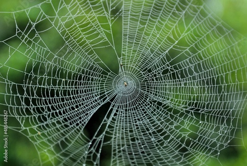 spider web in the dew