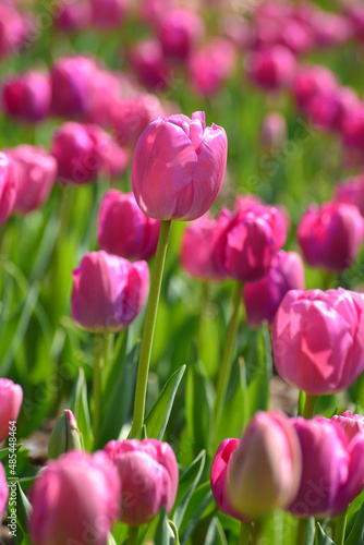 field of pink tulips