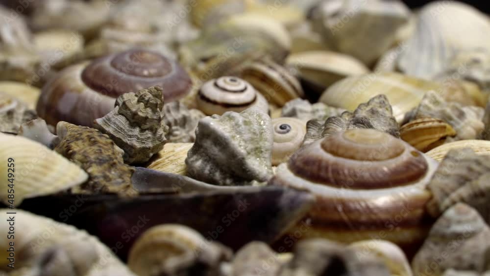 Various beautiful seashell rotation background. Loop motion Various beautiful seashell rotation background. Loop motion