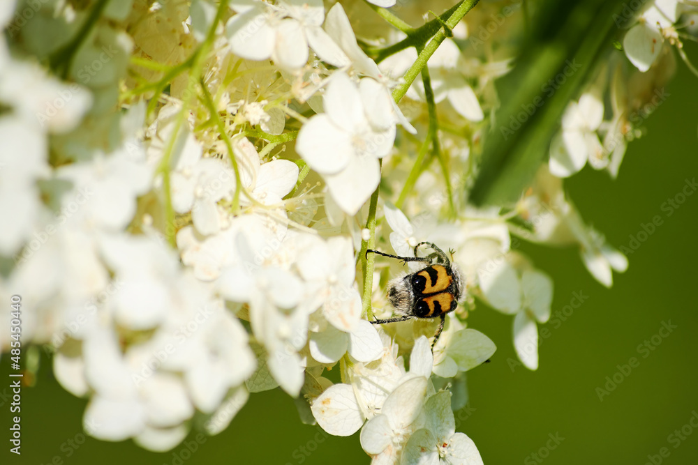 Jewel Beetle on the white phlox flowers gathering spring pollen with a blurred backdrop. Insects and animals in the wild Jewel Beetle on the white phlox flowers gathering spring pollen with a blurred backdrop. Insects and animals in the wild