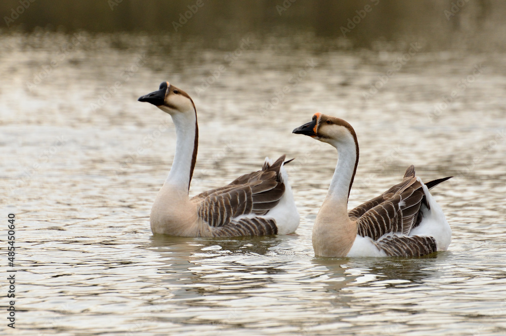 Two geese swimming in the river Two geese swimming in the river