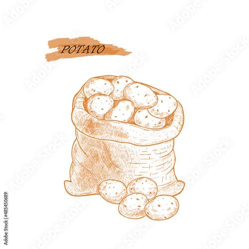 Potato tubers, vector illustration. Farm potatoes in burlap sack, bunch. Harvested root crops isolated on white