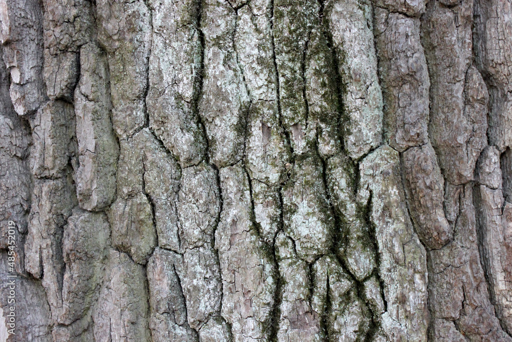 The texture of the bark. Wild tree. Background. The texture of the bark. Wild tree. Background.