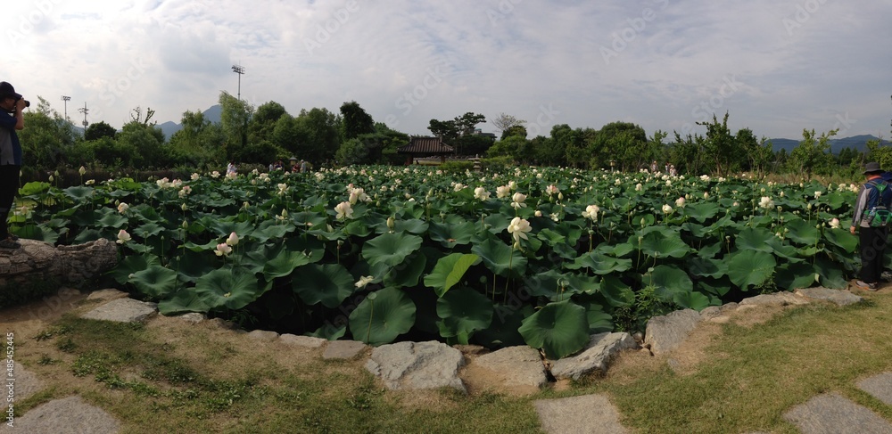 lotus flower, travel, dumulmeori, han river, semiwon, yangpyeong, summer in korea
