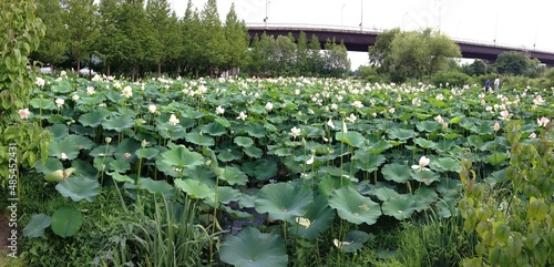 lotus flower, travel, dumulmeori, han river, semiwon, yangpyeong, summer in korea photo