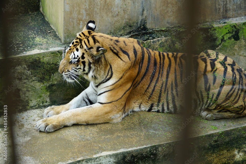 Obraz premium a tiger in the zoo who is lazing around