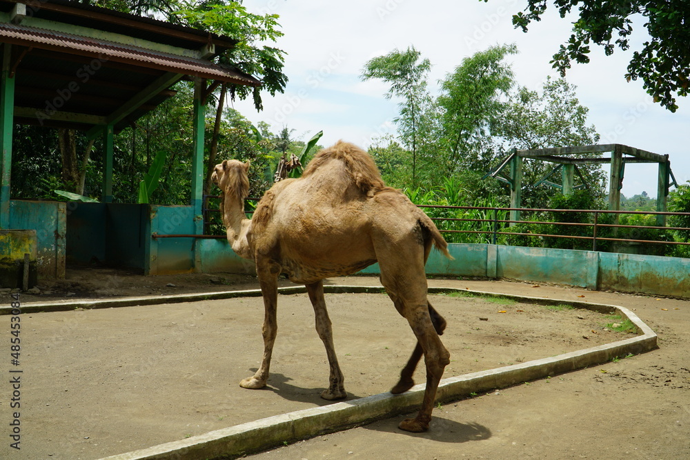 Naklejka premium A camel in the Banjarnegara Zoo, Central Java, Indonesia