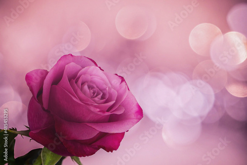 Isolated Pink Rose on a Bokeh Background