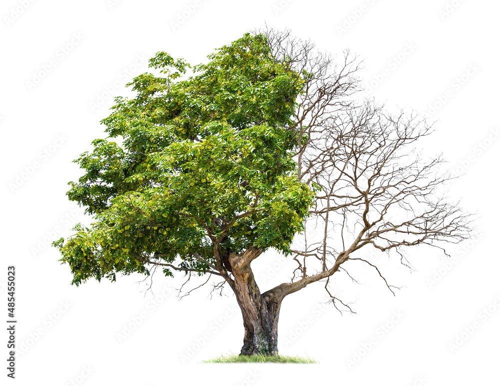 Fototapeta premium Concept of doubleness. Dead tree on one side and living tree on the different side. Isolated on a white background.