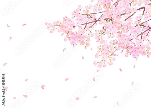 美しく華やかな満開の薄いピンク色の桜の花と花びら舞い散る春の白バックフレームベクター素材イラスト © Merci
