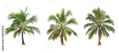 isolated big coconut tree on White Background.The collection of coconut trees. tropical trees isolated used for design, advertising and architectureThailand, tropical trees isolated used for design,