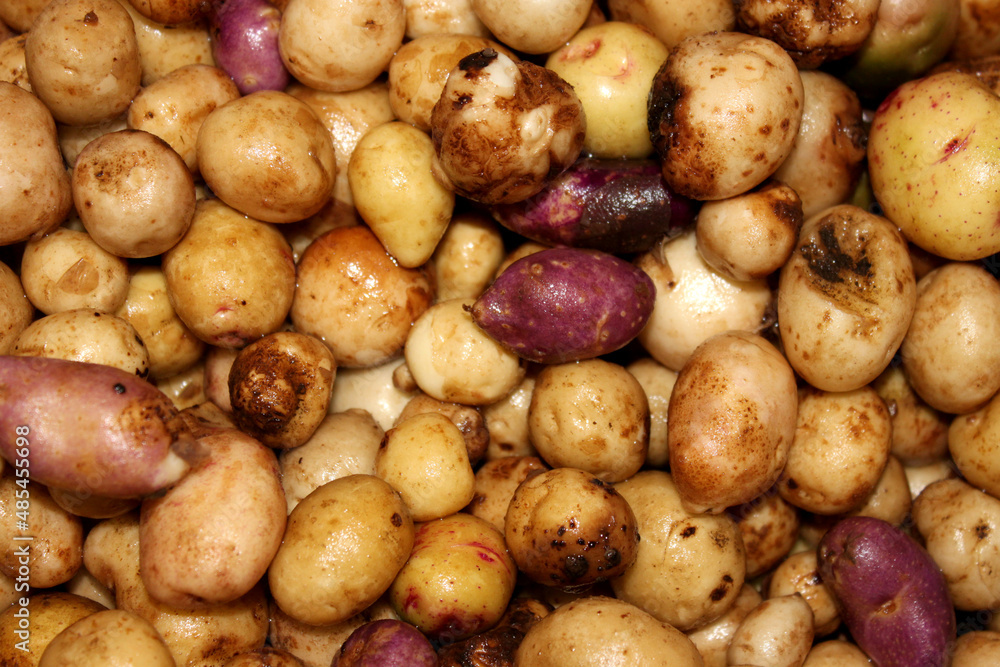 the tubers of young potatoes the tubers of young potatoes