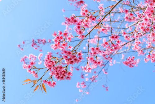 Sakura Thailand