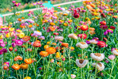 growing strawflowers