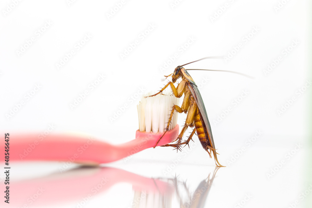 Cockroach Toothbrush Cockroaches are on the toothbrush in the bathroom, and cockroaches also ...