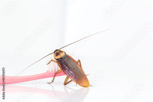 Cockroaches are on the toothbrush in the bathroom, and cockroaches also carry the germs to humans in the home should be equipped with a cockroach protection system. © Gan