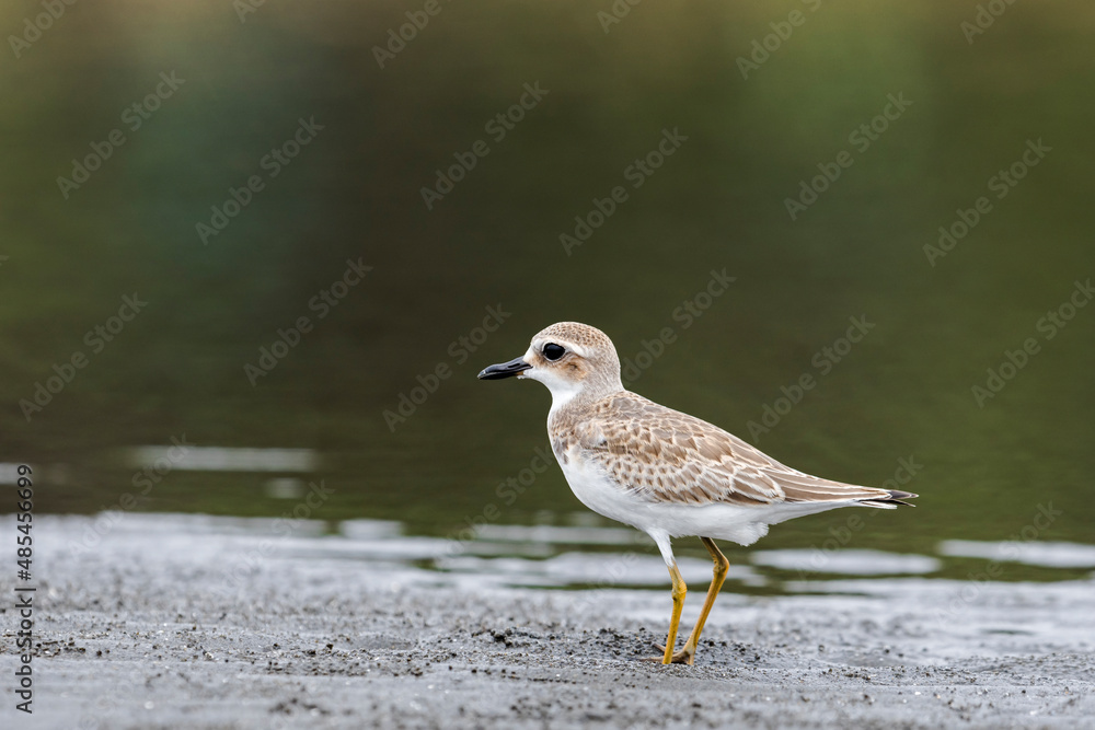 オオメダイチドリ幼鳥(Greater Sand Plover) オオメダイチドリ幼鳥(Greater Sand Plover)