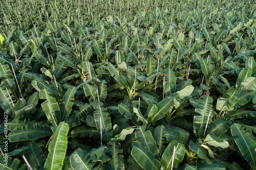 Aerial view of banana trees growing at field