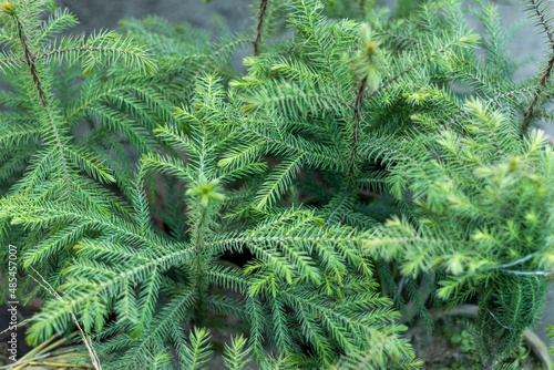 Araucaria Norfolk Island Pine plant photo