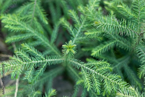 Araucaria Norfolk pine ornamental tree