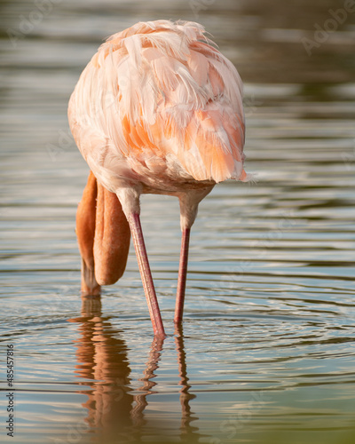 group of flamingos enjoying in the lake