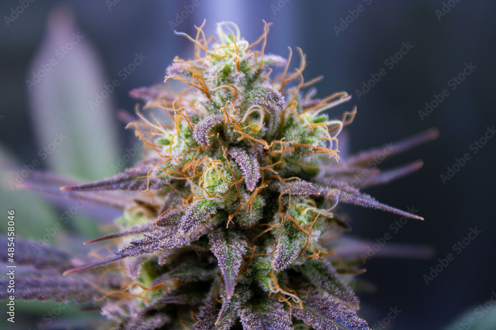 Close up of flowering cannabis plant Close up of flowering cannabis plant