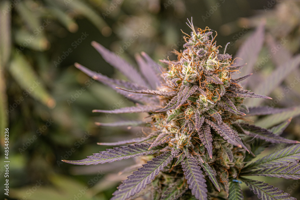 Close up of flowering cannabis plant Close up of flowering cannabis plant