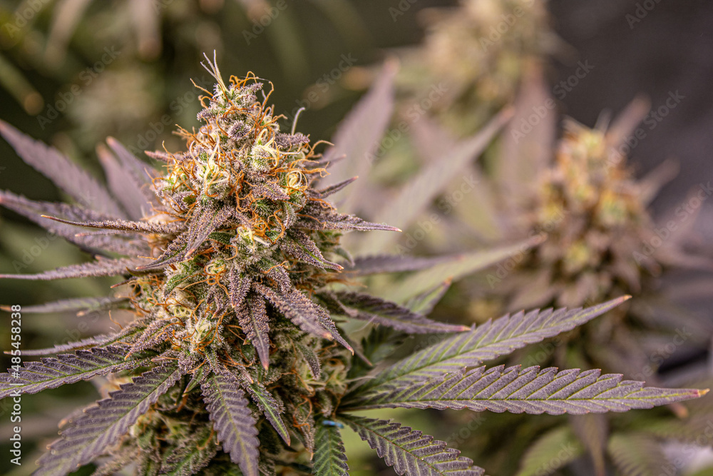 Close up of flowering cannabis plant Close up of flowering cannabis plant