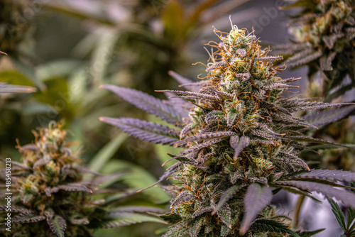 Canvastavla Close up of flowering cannabis plant