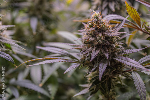 Close up of flowering cannabis plant