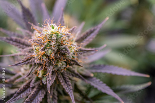 Bild auf Leinwand Close up of flowering cannabis plant