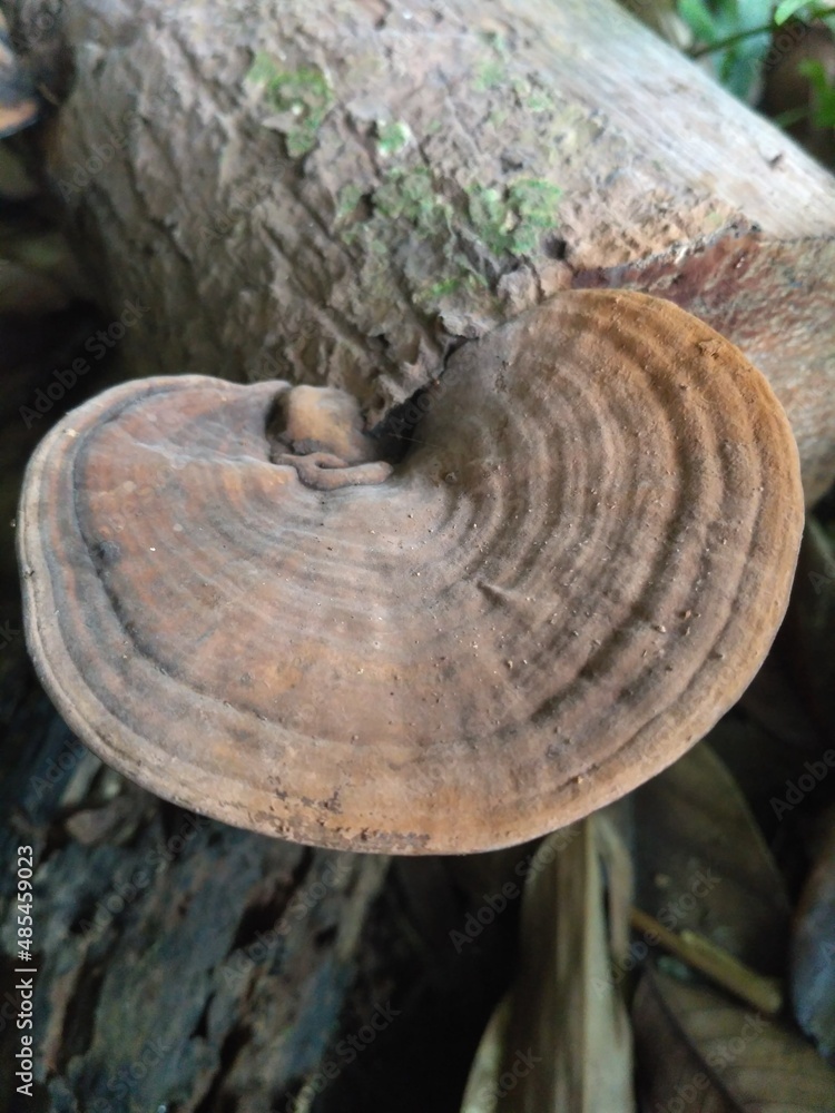 mushrooms on tree trunk mushrooms on tree trunk