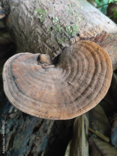 mushrooms on tree trunk
