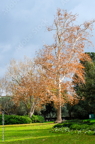 autumn trees in the park in Israel