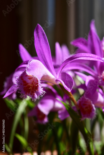 鉢植えのタイリントキソウの花