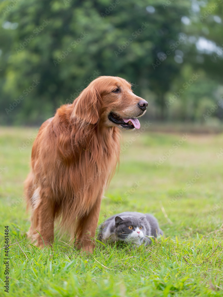 Golden retriever and kitten playing in the grass